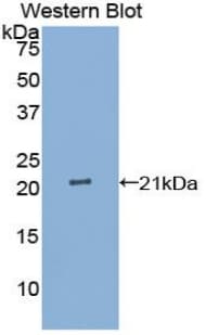 IL25 / IL17E Antibody (aa28-177)