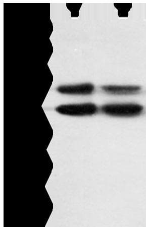 MAPK8 / JNK1 Antibody