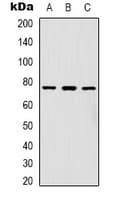 FOXK1 / MNF Antibody (C-Terminus)