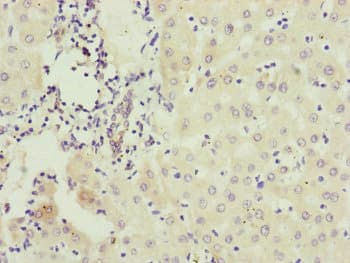 IFT20 Antibody