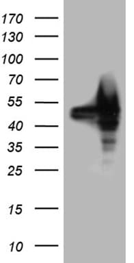 BAG5 Antibody (clone OTI1E1, Carrier-free)