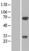 APPL2 Protein (Over-Expression Lysate Myc-DDK (Flag))