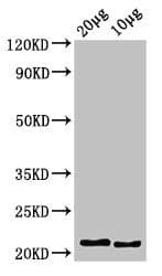 Polyclonal Rabbit anti-Zebrafish HIST1H2BC Antibody (WB)