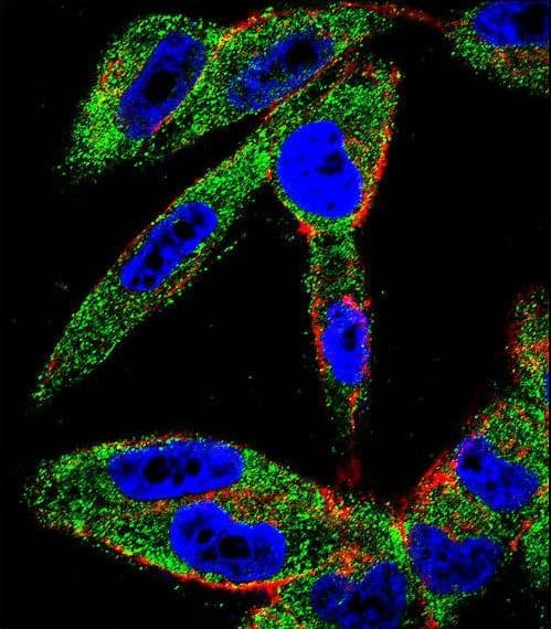EIF5AL1 Antibody (aa94-122)
