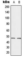 IHC-plus™ CTBP2 Antibody (C-Terminus)