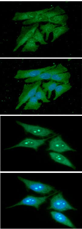 PDCL3 Antibody (clone AT8F9)