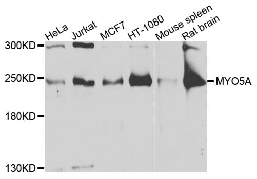 MYO5A / Myosin V Antibody