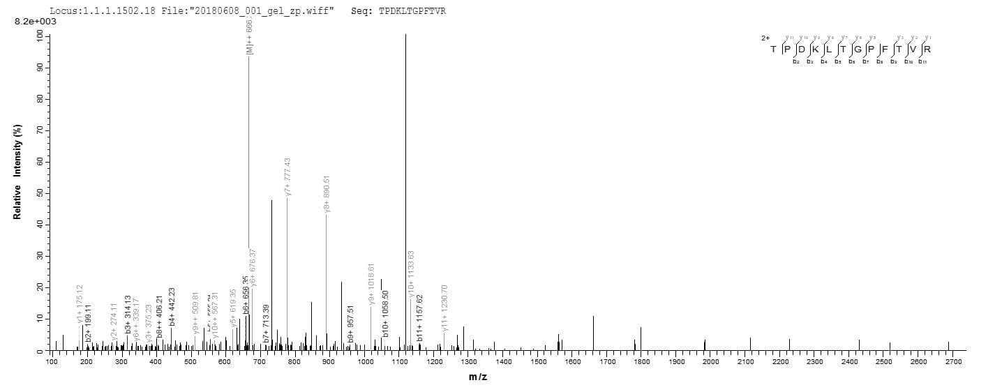 Pollen allergen Lol p 1 - Lolium perenne (Perennial ryegrass) Protein (Recombinant 10His, N-terminus + Myc, C-terminus)