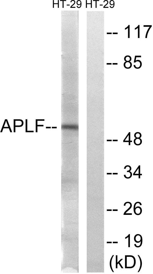 APLF / PALF Antibody (p116)