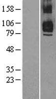 TRAF7 Protein (Over-Expression Lysate Myc-DDK (Flag))