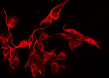 MFNG / Manic Fringe Antibody