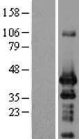 ING1 Protein (Over-Expression Lysate Myc-DDK (Flag))