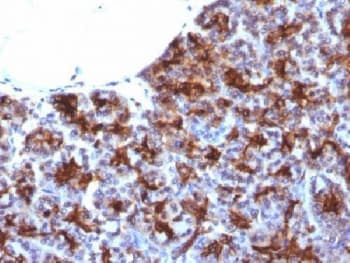 Adipokines / Adiponectin Antibody (clone ADPN/1370, Azide-free, BSA-free)