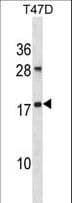 ARL2 Antibody (aa54-82)