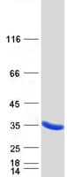 Human PMM1 Protein (Recombinant Myc-DDK (Flag))