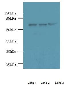 C4orf20 / UFSP2 Antibody