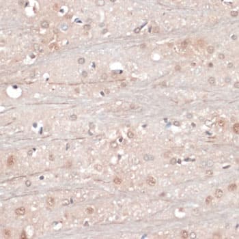 RBFOX3 / NEUN Antibody
