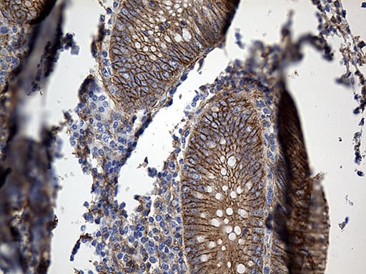 GNA14 Antibody (aa31-348, clone OTI4A4)