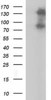 CD44 Antibody (clone OTI5C4, Carrier-free)