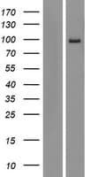 AREL1 / KIAA0317 Protein (Over-Expression Lysate Myc-DDK (Flag))