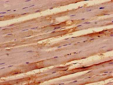 NAP1 / TAB3 Antibody