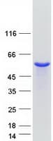 Human SEPT11 / Septin 11 Protein (Recombinant Myc-DDK (Flag))
