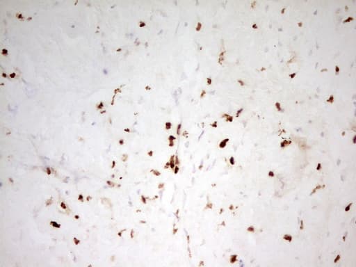 IHC-plus™ MNDA Antibody (aa37-321, clone 4H6)