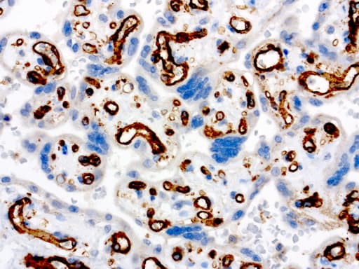 PECAM-1 / CD31 Antibody (clone UMAB32)