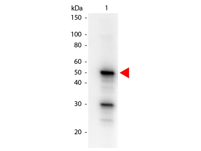PDCD4 Antibody (phospho-Ser457, clone 9G6, Biotin)
