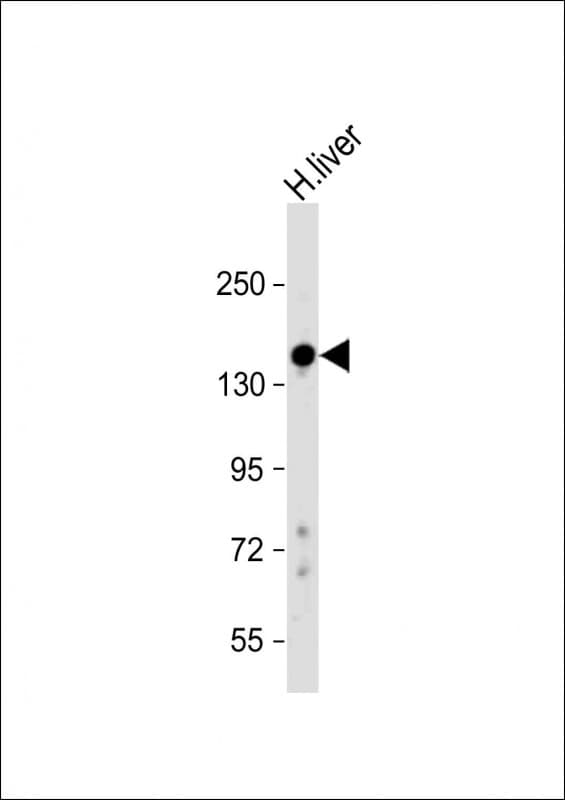 Proteoglycan 4 / Lubricin Antibody (N-Terminus)