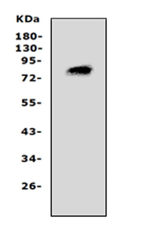 Polyclonal Rabbit anti-Mouse PCSK4 Antibody (aa117-133, WB)