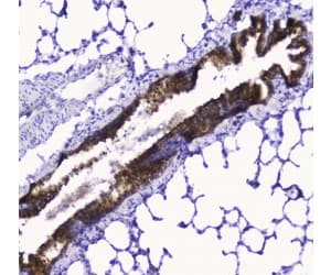 COXIV / COX4 Antibody