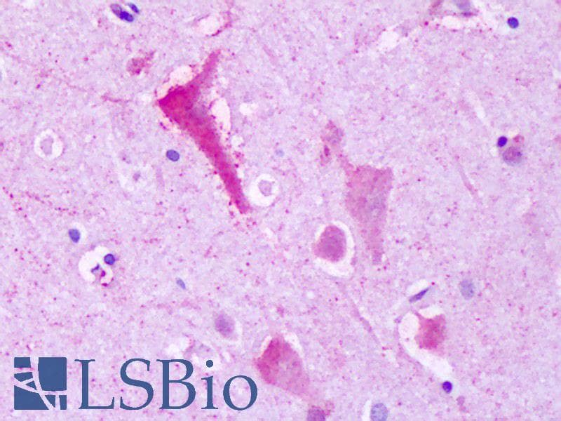 IHC-plus™ GPR137B Antibody (C-Terminus)