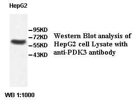 Polyclonal Rabbit anti-Human PDK3 Antibody (aa102-351, IHC, WB)