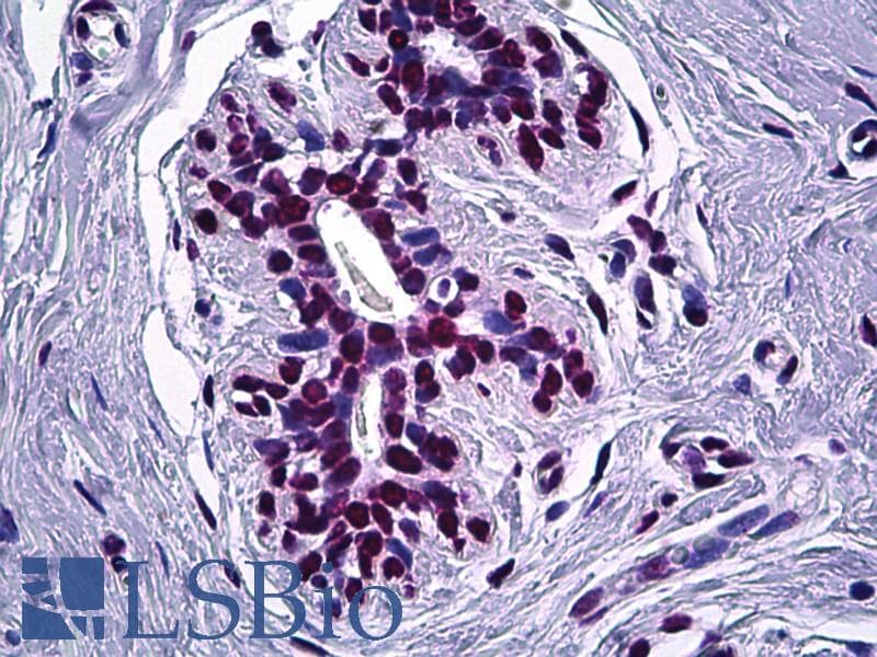 IHC-plus™ STAT1 Antibody (aa694-743)