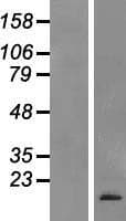 NPPC Protein (Over-Expression Lysate Myc-DDK (Flag))