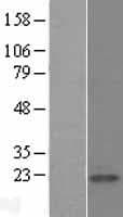 CALM1 / Calmodulin Protein (Over-Expression Lysate Myc-DDK (Flag))