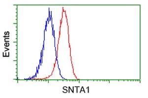 Monoclonal Mouse anti-Human SNTA1 / Syntrophin Alpha 1 Antibody (clone OTI1H10, IF, WB)