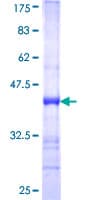 Human LONRF2 Protein (Recombinant GST, N-terminus)