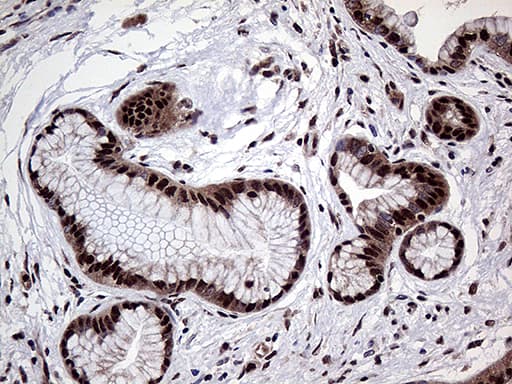 Monoclonal Mouse anti-Human PPP4C Antibody (clone OTI2E4, Carrier-free, IHC, WB)
