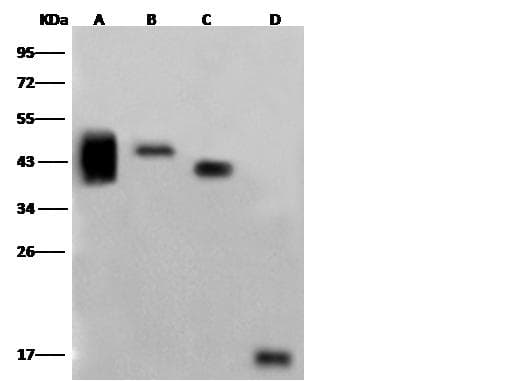 His Tag Antibody (Preservative Free)