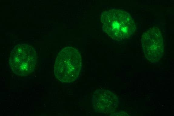 CD44 Antibody (clone OTI5D5)