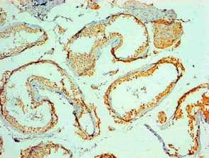 MYCBP Antibody (clone 1D5D5)