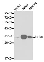 CD99 Antibody