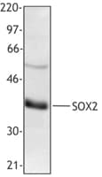 IHC-plus™ SOX2 Antibody (N-Terminus)