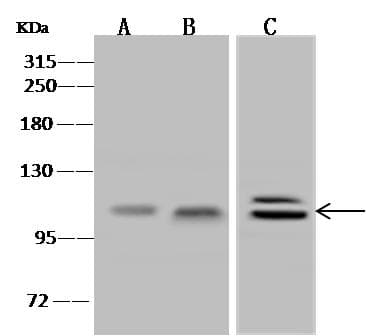 Polyclonal Rabbit anti-Human CDCP1 Antibody (IHC, WB)