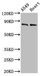 DNM1L / DRP1 Antibody