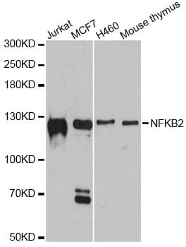 NFKB2 Antibody
