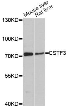 CSTF3 Antibody