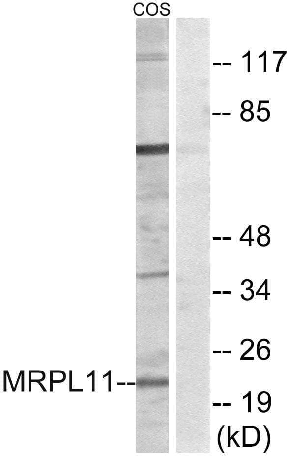 MRPL11 Antibody
